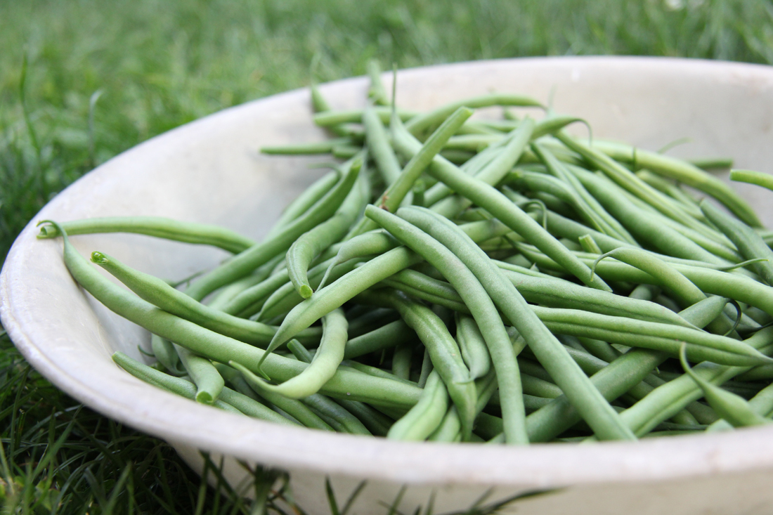 green-beans-garden