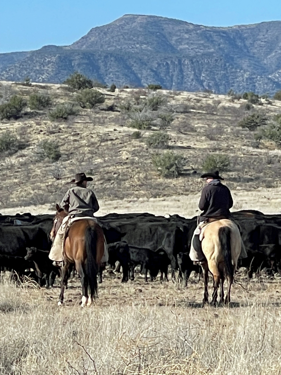 cowboys-gathering-cattle-near-camp-verde-arizona