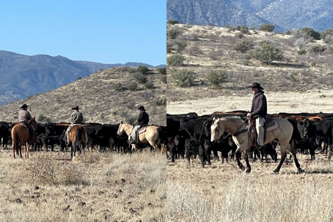 cowboys-gathering-cattle-camp-verde-arizona