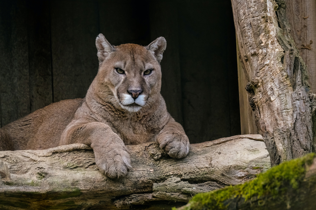 cougar-lying-in-wait