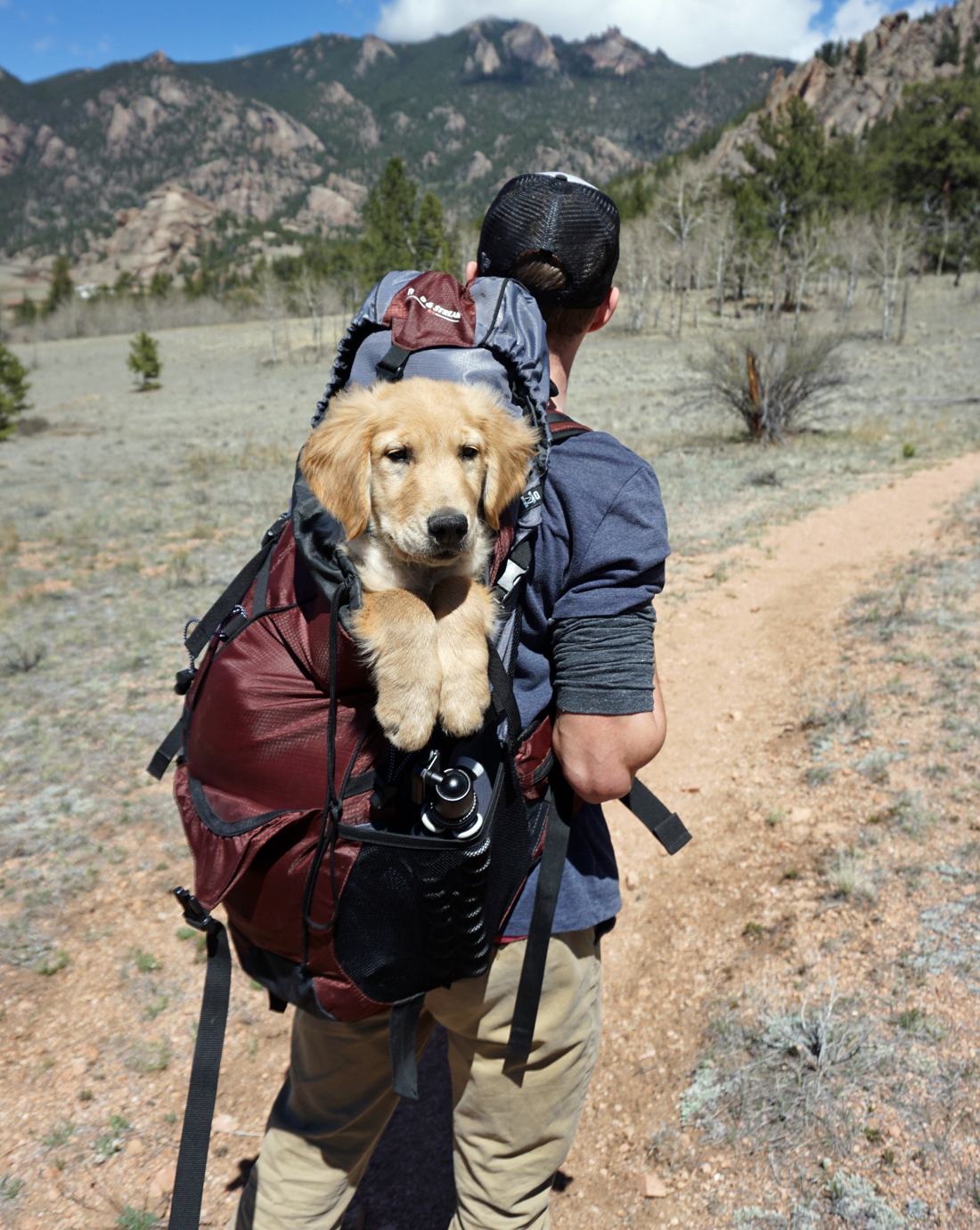 protect-pets-hiking