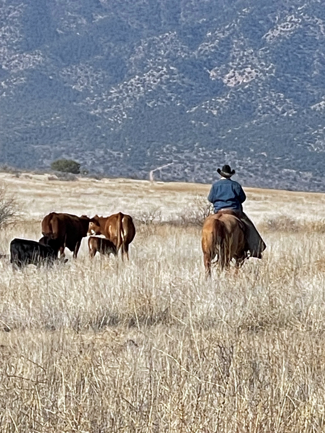 cowboy-gathering-cattle-near-camp-verde-arizona