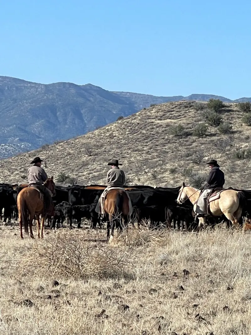 cowboys-gathering-cattle-camp-verde