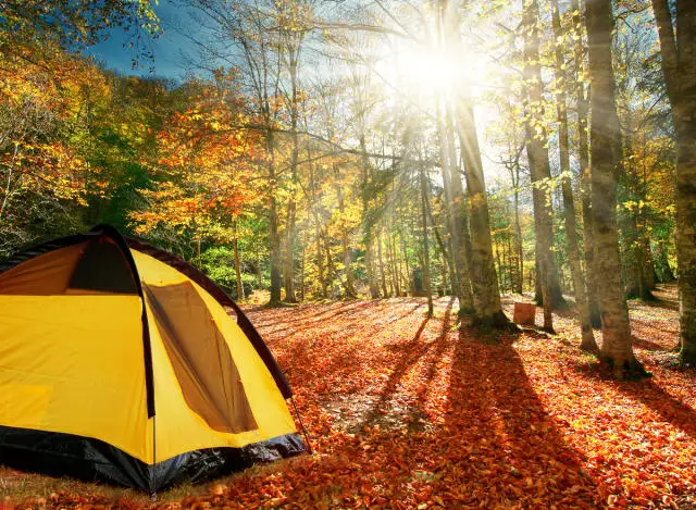 Can you camp in Prescott National Forest? 