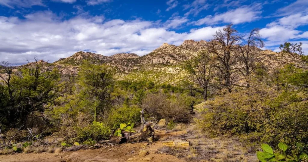 Prescott National Forest trails with historical significance