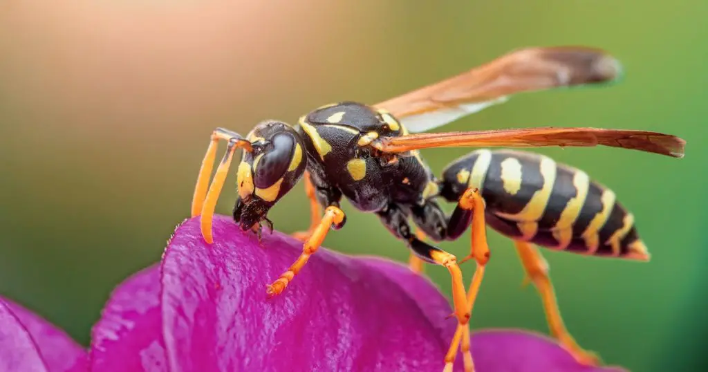 The Role of Pollinators In Prescott's Flora Ecosystem
