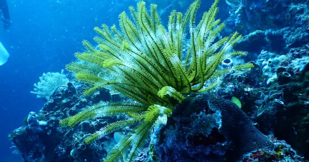 Is Titanium Dioxide Reef Safe?