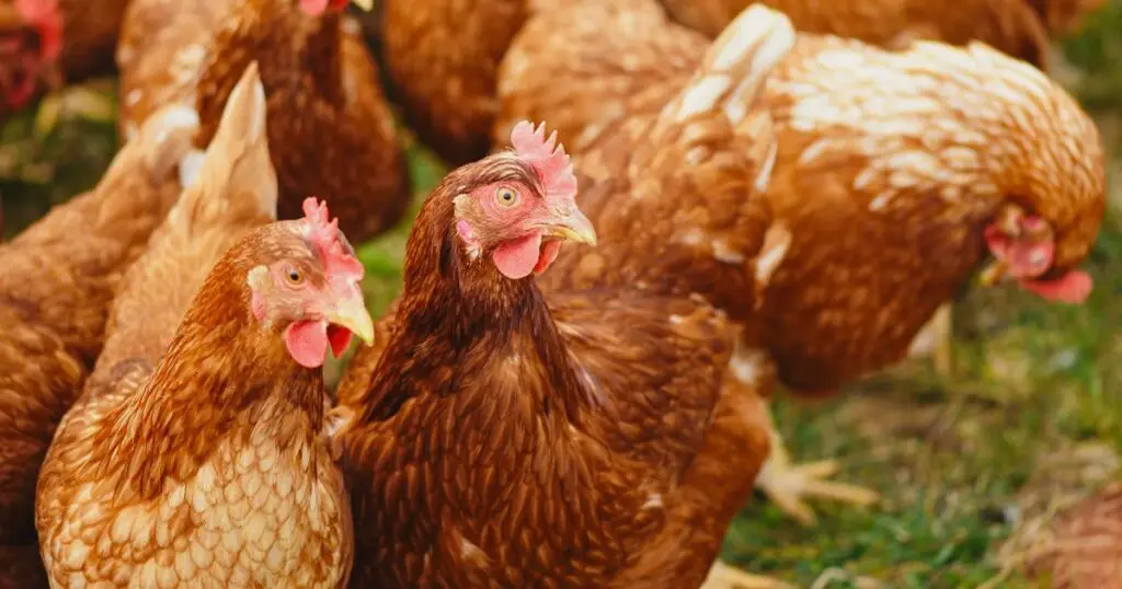 How to Start Raising Chickens for Fresh Eggs