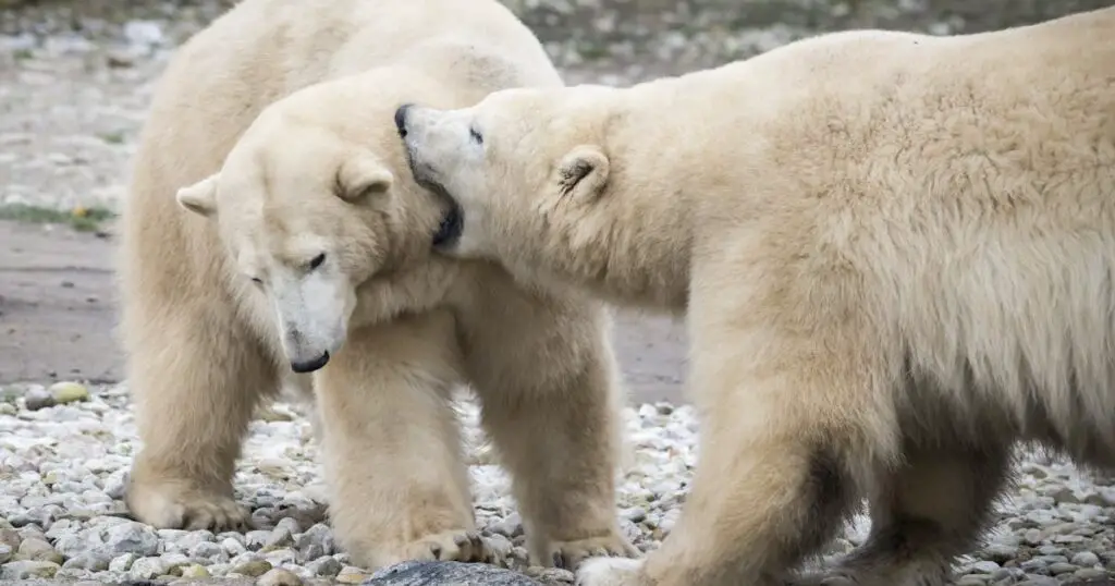 The Cheapest Way to See Polar Bears