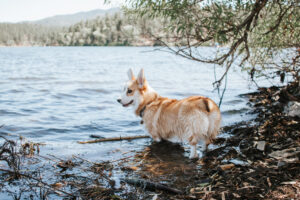 Dog-Friendly Things to Do in Prescott, Az